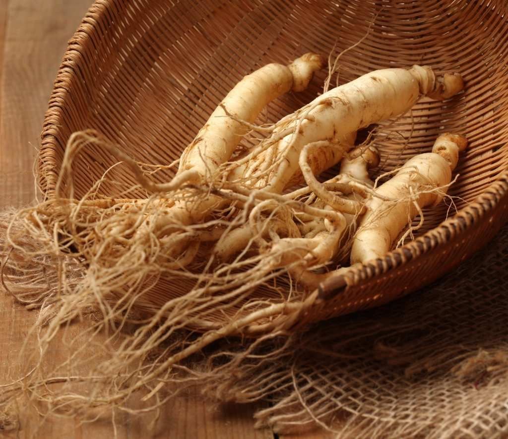 tác dụng nổi bật của Sâm Ngọc Linh